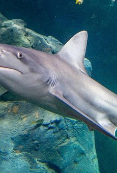 Holy Shit St. Louis, It's Fucking Shark Week at the Aquarium