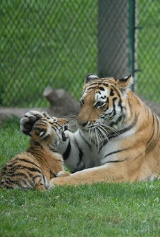 Kalista and one of her cubs. She gave birth to five cubs in 2008.