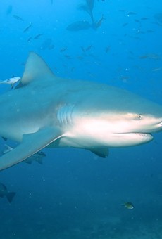 There have been two confirmed bull shark sightings in the 20th century in the Mississippi River near St. Louis.