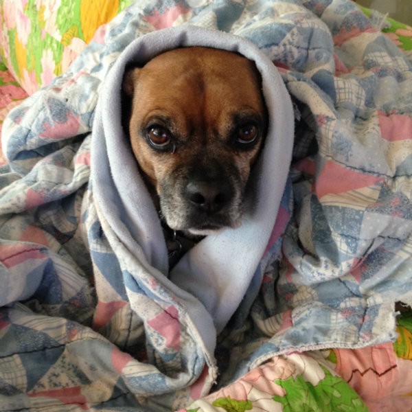 Cooper, a St. Louis puggle, lives for summer and loathes the cold, according to his human. - PHOTO COURTESY OF ERIC WERNER.