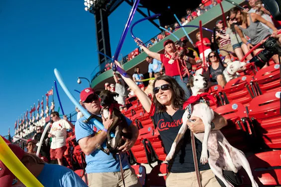 St. Louis Cardinals Fan Central