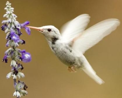 This albino ruby-throated hummingbird, seen in Kansas City, faces an uphill battle for survival. - MISSOURI DEPARTMENT OF CONSERVATION
