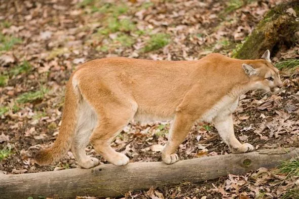 Female Mountain Lion Confirmed in Missouri — First in 23 Years