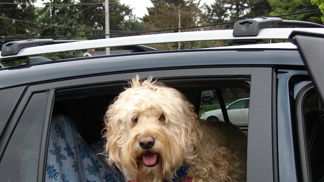 A fluffy, blond dog hangs its head out a car window.