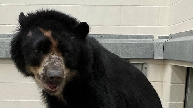 Ben the Bear Outsmarted at Last, Will Get Moved to Texas