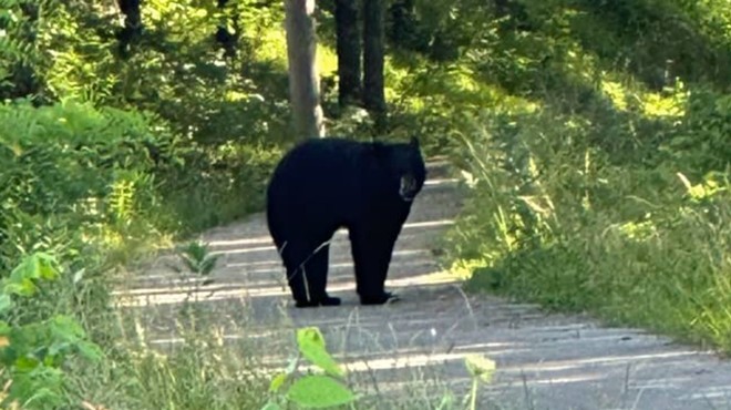 Missouri Police Warn Citizens Not to Wrestle Bear