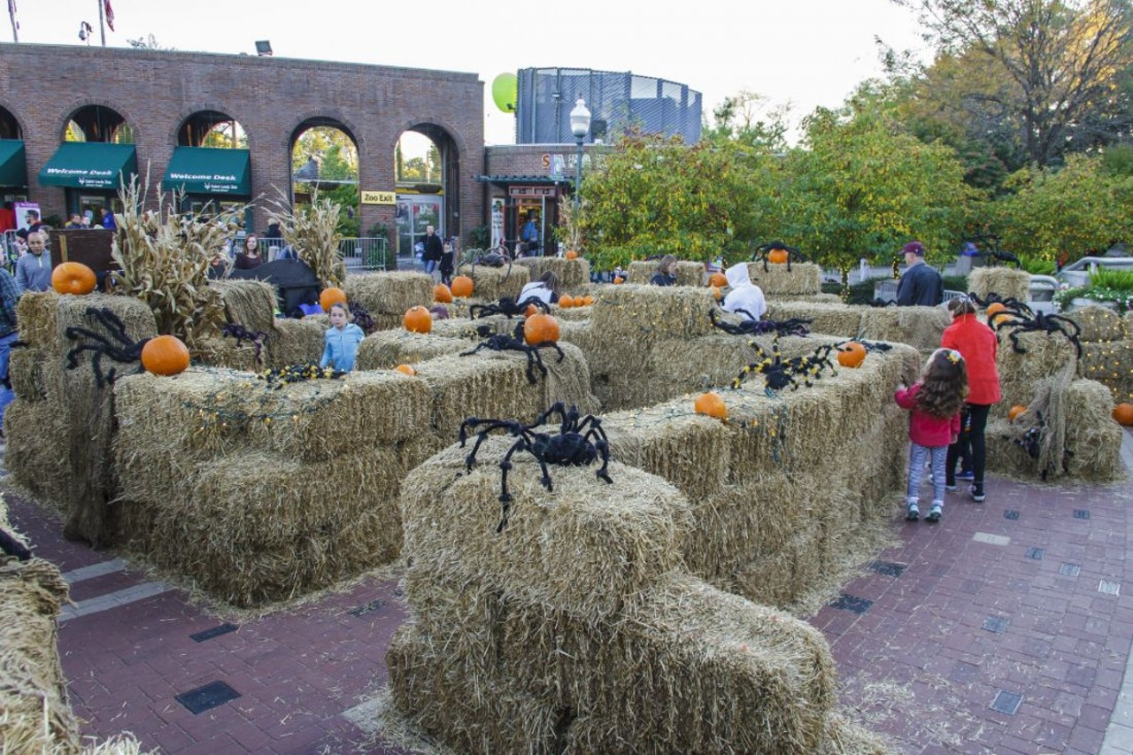 Boo at the Zoo Nights
Nightly October 18 - 30
5:30 - 8:30 p.m.
Saint Louis Zoo
1 Government Dr.
St. Louis, MO 63110
See the zoo as you never have before, decorated for a not-so-scary Halloween experience. Kids can come dressed up (and get $1 off for being in costume!), ride the "scare-ou-sel," make Halloween crafts, gather round for fireside stories and more. Zoo members pay $6, and general admission is $7. Also stop by on October 29 for Boo at the Zoo Spooky Saturday, a similar event held during the day that is completely free. Photo by Roger Brandt, Saint Louis Zoo.