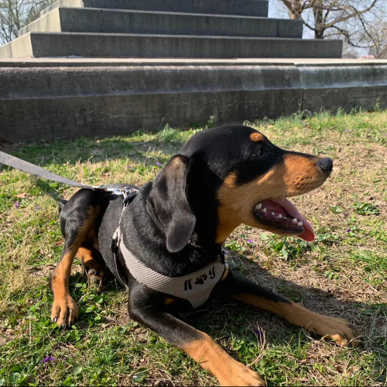 are dogs allowed in lafayette square