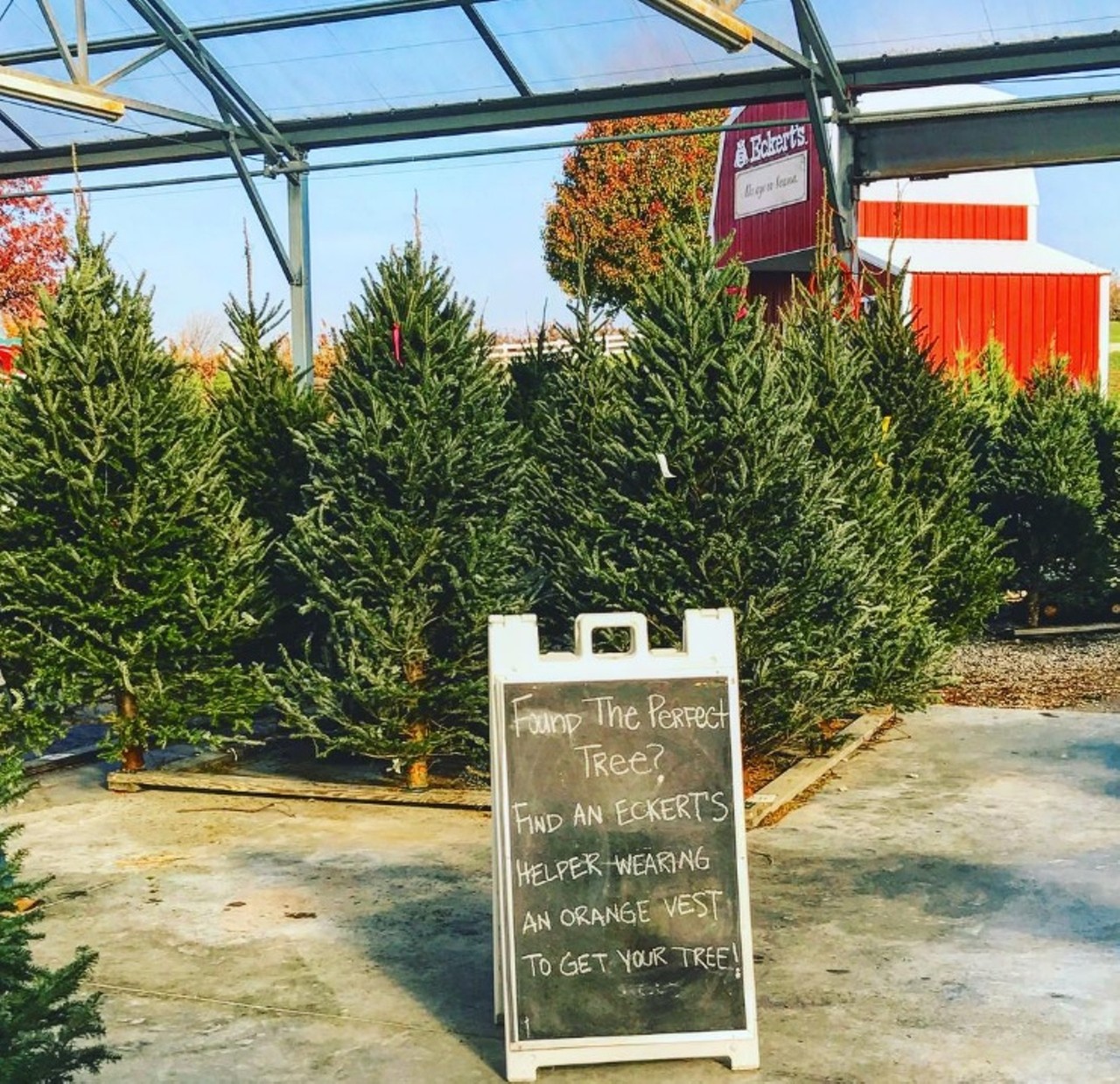 Eckert's
Locations in Belleville and Millstadt
Eckert's is a destination for all seasons in the Metro East, and the Belleville and Millstadt locations are a go-to for Christmas trees. You can cut your own or choose from the selection of pre-cut trees. Photo courtesy of Instagram / shaggy_5150.
