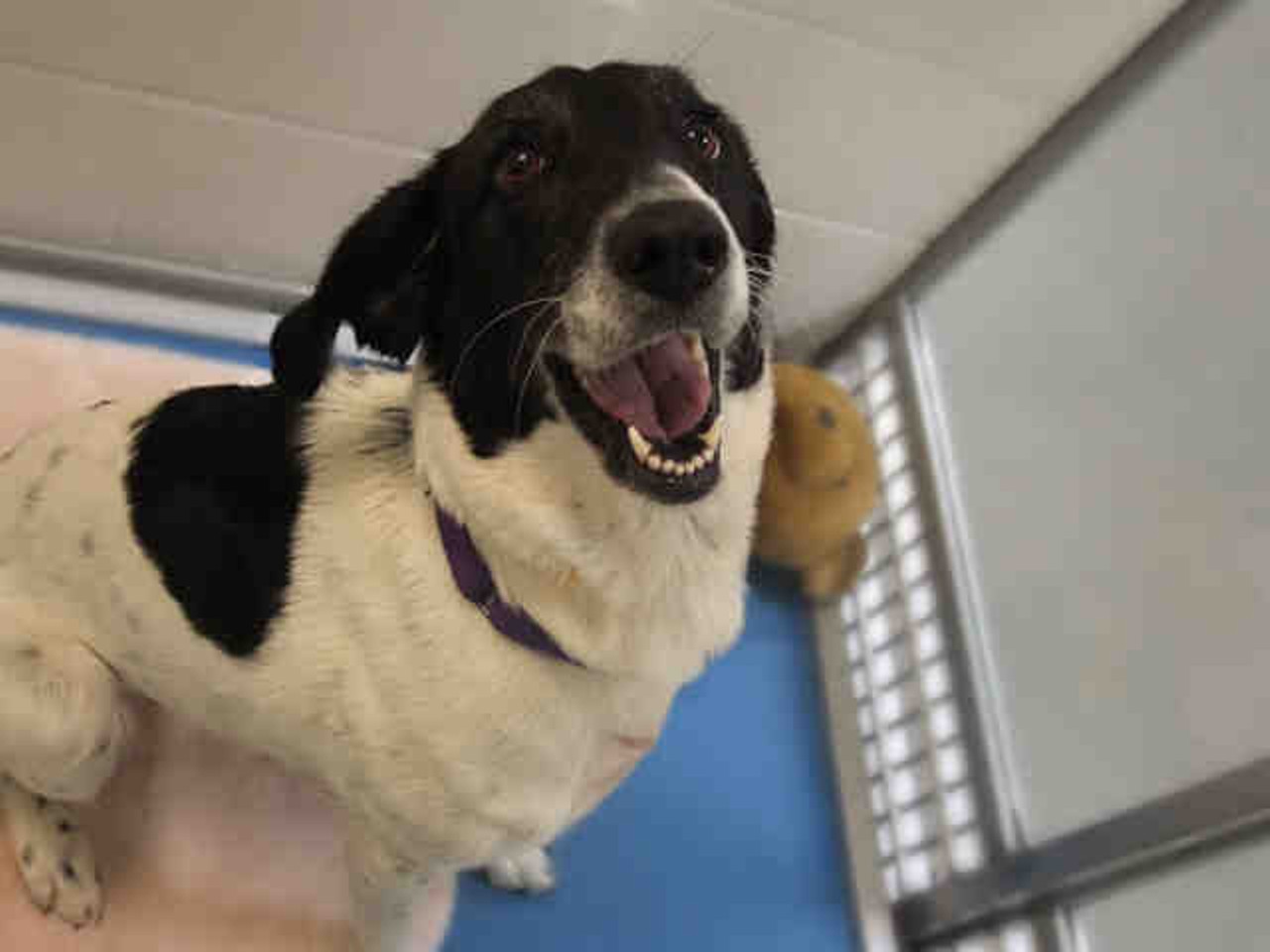 Marble
6 years old
White and black Treeing Walker Coonhound mix