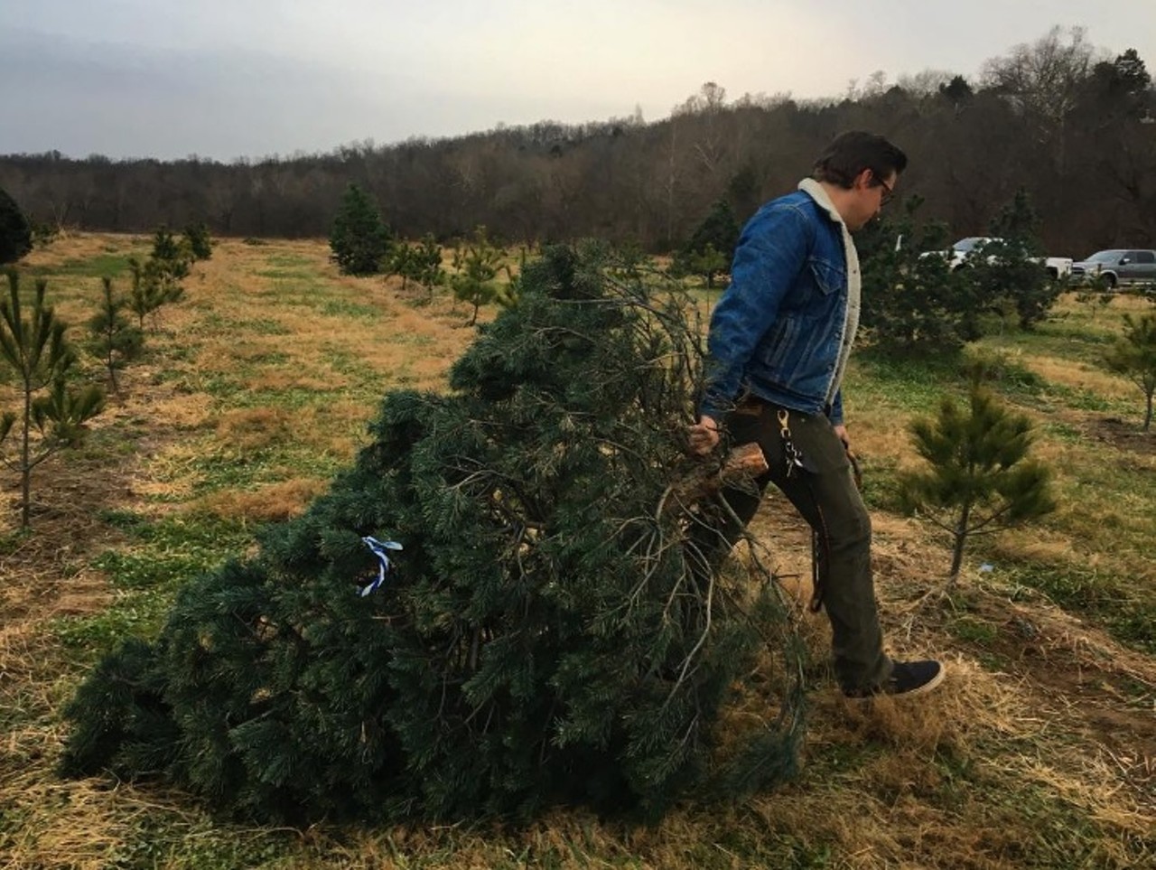 Meert Tree Farm
14560 Dry Fork Rd.
Festus, MO 63028
(636) 931-3901
Take a wagon ride out to the field at this locally owned tree farm, where you find just the right Christmas tree and cut it yourself. The people at Meert Tree Farm will also shake and bail your tree to make sure all the dead needles are out. Photo courtesy of Instagram / teri_haas.