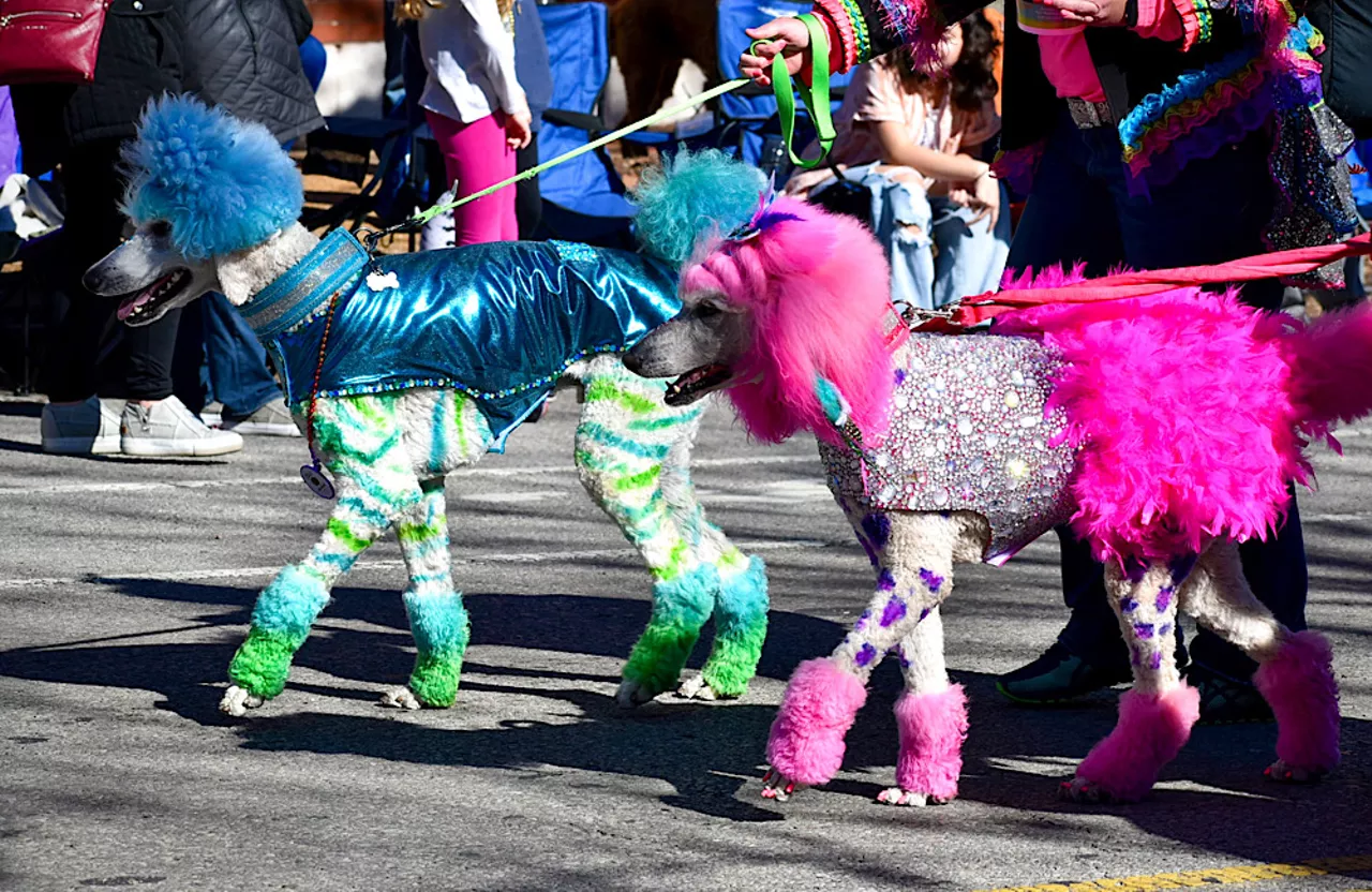 The Purina Pet Parade Brought Adorable Pets to Soulard [PHOTOS] St