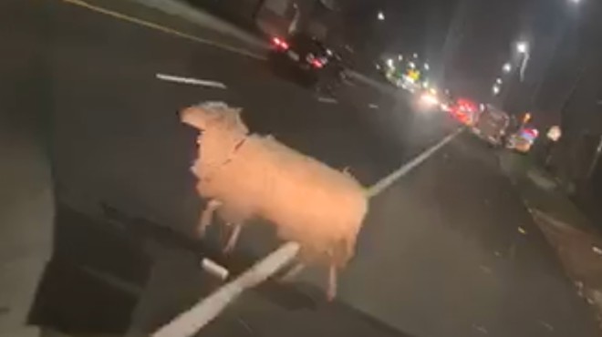 VIDEO: Hilarious Man Finds a Stray Sheep Roaming North St. Louis