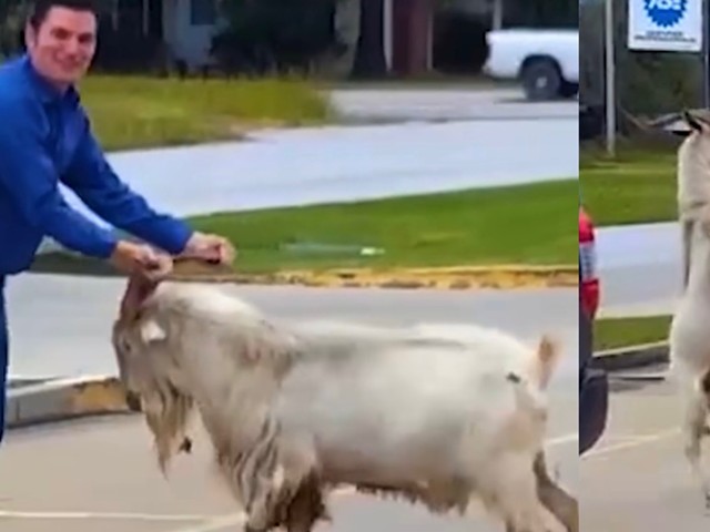 Video of Missouri Stray Goat Attack Goes Viral