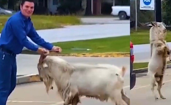 Video of Missouri Stray Goat Attack Goes Viral