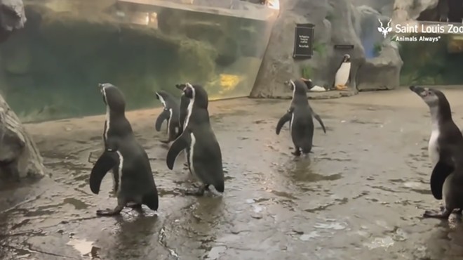 Humboldt penguins are magic.