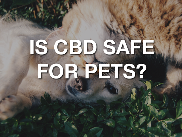 Is CBD Safe for Your Pets?