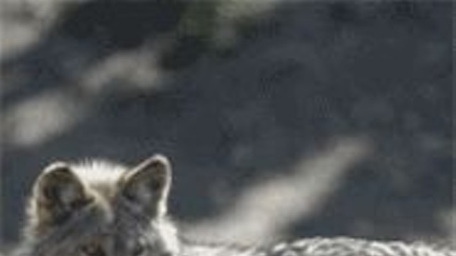 Where Do Wolf Babies Come From?