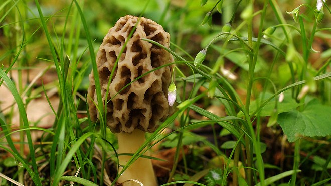 Where to Find Morel Mushrooms in St. Louis