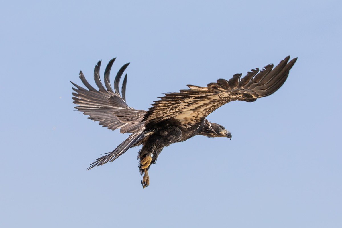 https://media2.riverfronttimes.com/riverfronttimes/imager/world-bird-sanctuary-releases-eaglet-raised-by-murphy-the-eagle/u/magnum/40415649/murphys-eaglet---web-size-53029264702-o.jpg?cb=1688761951